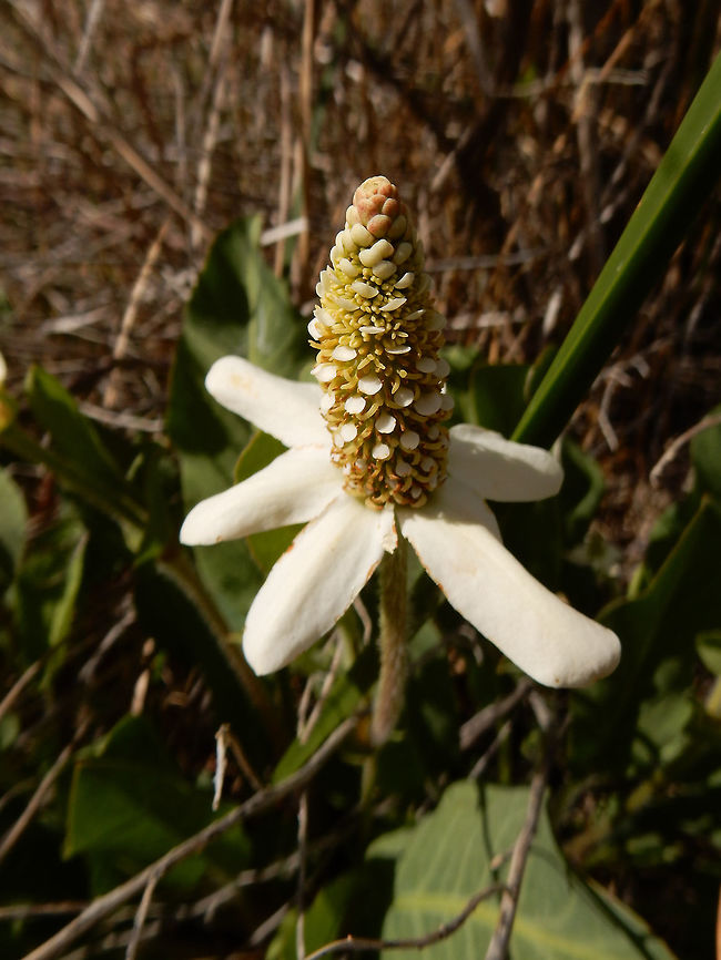 Yerba Mansa A wetland plant flowering next to a desert spring is Yerba Mansa (Anemopsis californica) at Ash Meadows National Wildlife Refuge, Nevada, United States. Ramsar site no. 347.  Anemopsis,Anemopsis californica,Ash Meadows National Wildlife Refuge,Geotagged,Nevada,Ramsar wetland,Spring,United States,Yerba Mansa