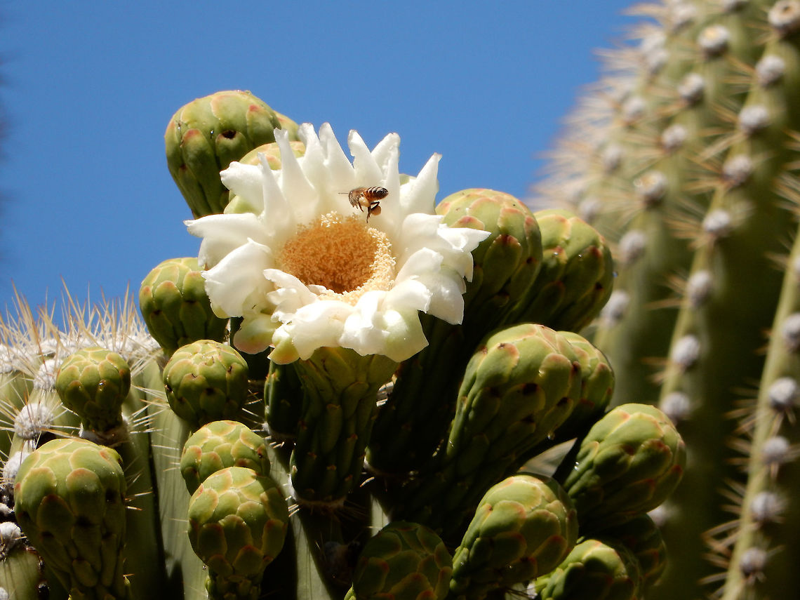 Saguaro Cactus and Bee A Bee collects pollen from a flowering Saguaro Cactus (Carnegiea gigantea) at Saguaro National Park, Rincon Mountain District. Arizona, United States. Carnegiea gigantea,Geotagged,Rincon Mountain District. Arizona,Saguaro Cactus,Saguaro Carnegiea gigantea,Saguaro National Park,Spring,United States