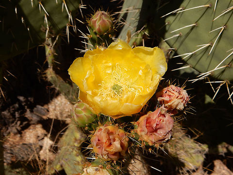 Texas Prickly Pear Cactus The bright yellow flower of the Texas Prickly Pear Cactus (Opuntia engelmannii) Saguaro National Park, Rincon Mountain District. Arizona, United States. Geotagged,Opuntia engelmannii,Rincon Mountain District. Arizona,Saguaro National Park,Spring,Texas Prickly Pear Cactus,United States