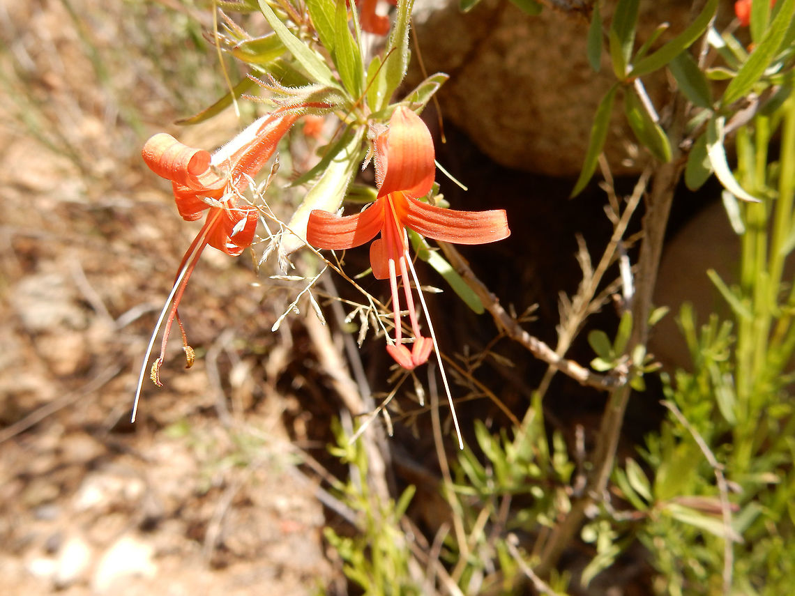 Thurber&rsquo;s Desert Honeysuckle Thurber&rsquo;s Desert Honeysuckle (Anisacanthus thurberi) in bloom at Agua Fria National Monument, Arizona, United States. Agua Fria National Monument,Anisacanthus thurberi,Arizona,Flowers,Geotagged,Spring,Thurber&rsquo;s Desert Honeysuckle,United States