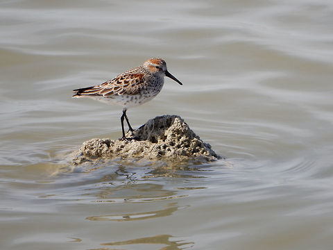 Western Sandpiper Along the shoreline of the Salton Sea, the Western Sandpiper (Calidris mauri) can be found at Salton Sea, California, United States.  Calidris mauri,California,Geotagged,Salton Sea,Spring,United States,Western Sandpiper,Western sandpiper,bird