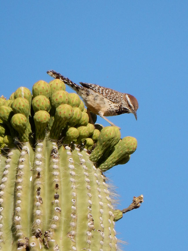 Cactus Wren Exploring the top of a Saguaro Cactus, a Cactus Wren (Campylorhynchus brunneicapillus) largest of the wrens is found at Saguaro National Park, Tucson Mountain District. Arizona, United States. Cactus Wren,Cactus wren,Campylorhynchus brunneicapillus,Geotagged,Saguaro National Park,Spring,Tucson Mountain District. Arizona,United States,bird