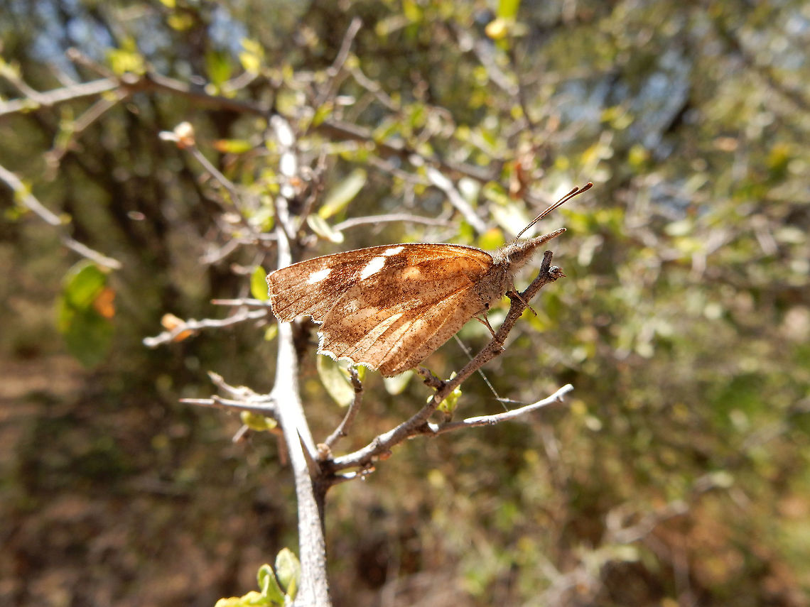 American Snout Butterfly An odd looking butterfly is the American Snout Butterfly (Libytheana carinenta) found on the nature trail at Saguaro National Park, Rincon Mountain District. Arizona, United States. American Snout Butterfly,American snout butterfly,Arizona,Geotagged,Libytheana carinenta,Rincon Mountain District,Saguaro National Park,Spring,United States