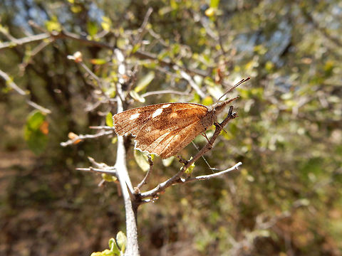 American Snout Butterfly An odd looking butterfly is the American Snout Butterfly (Libytheana carinenta) found on the nature trail at Saguaro National Park, Rincon Mountain District. Arizona, United States. American Snout Butterfly,American snout butterfly,Arizona,Geotagged,Libytheana carinenta,Rincon Mountain District,Saguaro National Park,Spring,United States