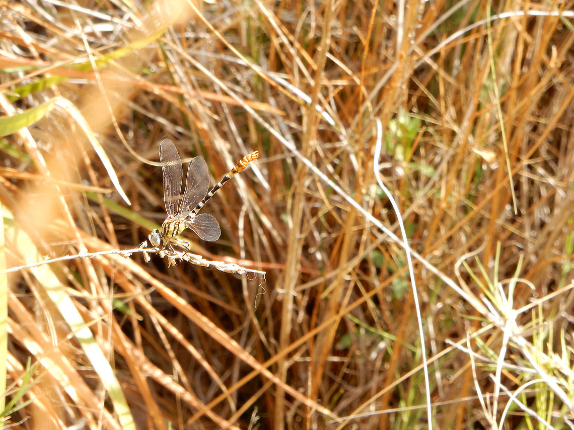 White-belted Ringtail Dragonfly In the long grasses next to a stream that joins the desert springs, a White-belted Ringtail (Erpetogomphus compositus) Dragonfly is well camouflaged at Ash Meadows National Wildlife Refuge, Nevada, United States. Ramsar site no. 347. Ash Meadows National Wildlife Refuge,Dragonfly,Erpetogomphus compositus,Geotagged,Nevada,Ramsar wetland,Spring,United States,White-belted Ringtail