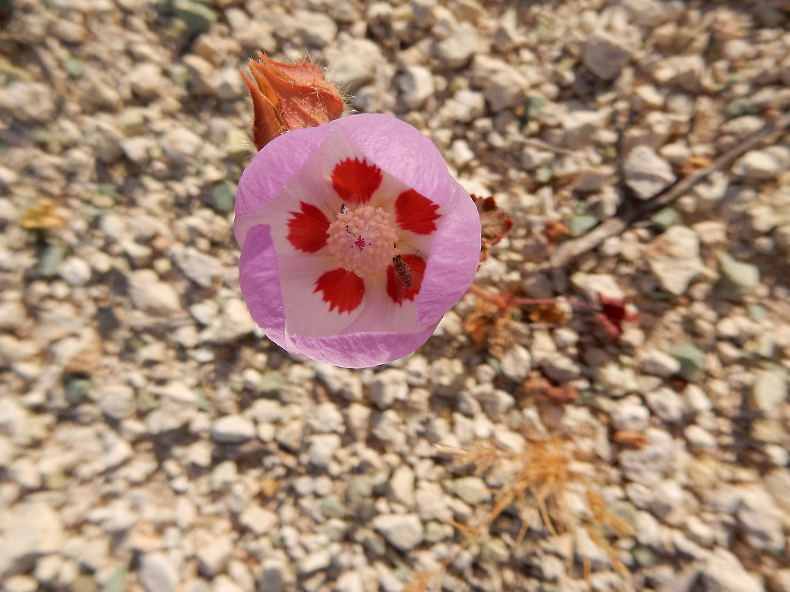 Desert Five-Spot Flower Desert Five-Spot Flower (Eremalche rotundifolia) is a purple globe flower with distinct five red markings on the interior. Nevada, United States.<br />
<figure class="photo"><a href="https://www.jungledragon.com/image/70618/desert_five-spot_flower.html" title="Desert Five-Spot Flower"><img src="https://s3.amazonaws.com/media.jungledragon.com/images/3480/70618_thumb.jpg?AWSAccessKeyId=05GMT0V3GWVNE7GGM1R2&Expires=1759968010&Signature=Fg4y4ERyvSFbQYFRdJW9%2Fz5AnMI%3D" width="114" height="152" alt="Desert Five-Spot Flower Desert Five-Spot Flower (Eremalche rotundifolia) is a purple globe flower with distinct five red markings on the interior. Nevada, United States.<br />
https://www.jungledragon.com/image/70644/desert_five-spot_flower.html Desert Five-Spot Flower,Eremalche rotundifolia,Geotagged,Nevada,Spring,United States" /></a></figure> Desert Five-Spot Flower,Desert five-spot,Eremalche rotundifolia,Geotagged,Nevada,Spring,United States