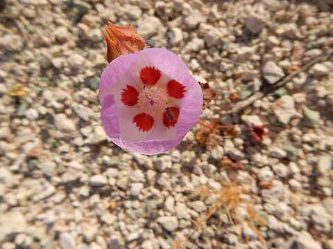 Desert Five-Spot Flower Desert Five-Spot Flower (Eremalche rotundifolia) is a purple globe flower with distinct five red markings on the interior. Nevada, United States.
https://www.jungledragon.com/image/70618/desert_five-spot_flower.html Desert Five-Spot Flower,Desert five-spot,Eremalche rotundifolia,Geotagged,Nevada,Spring,United States