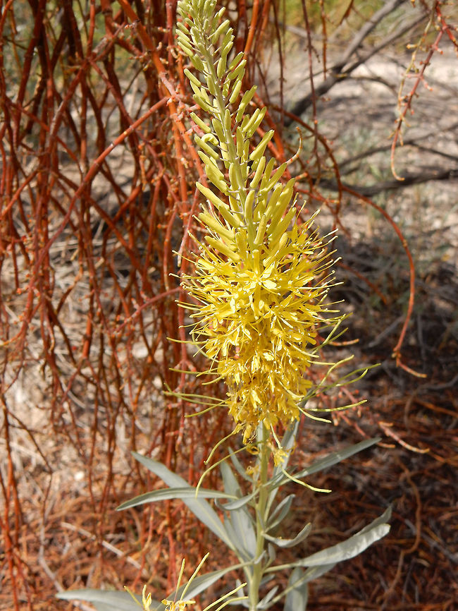 Golden Prince’s-plume All over the NWR sprouts the tall Golden Prince’s-plume (Stanleya pinnata)  at Ash Meadows National Wildlife Refuge, Nevada, United States. Ramsar site no. 347. Ash Meadows National Wildlife Refuge,Geotagged,Golden Prince’s-plume,Nevada,Ramsar wetland,Spring,Stanleya pinnata,United States