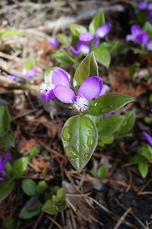 Fringed Polygala In the shaded areas of the forest, Fringed Polygala (Polygala paucifolia) can be found in large numbers at Bruce Peninsula National Park of Canada, Lake Huron, Ontario, Canada. Bruce Peninsula National Park of Canada,Canada,Flowers,Fringed Polygala,Fringed polygala,Geotagged,Lake Huron,Ontario,Polygala paucifolia,Spring,gaywings