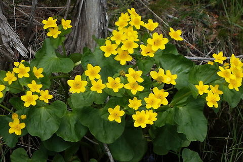 Marsh Marigold In the wet ditches next to the road, the Marsh Marigold (Caltha palustris) blooms in large bunches at Bruce Peninsula National Park of Canada, Lake Huron, Ontario, Canada. Bruce Peninsula National Park of Canada,Caltha palustris,Canada,Geotagged,Lake Huron,Marsh Marigold,Marsh-marigold,Ontario,Spring
