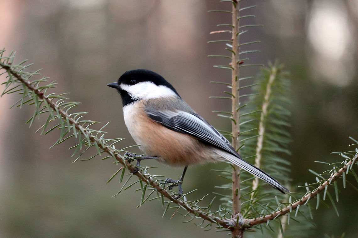 Black-capped Chickadee The friendliest bird of the forest is the Black-capped Chickadee (Poecile atricapillus) often the first to greet you as you enter the woods at the Bill Mason Centre, Dunrobin, Ontario, Canada.  Bill Mason Centre,Black-capped Chickadee,Black-capped chickadee,Canada,Dunrobin,Fall,Geotagged,Ontario,Poecile atricapillus