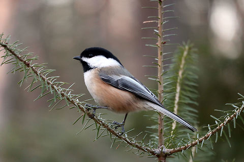 Black-capped Chickadee The friendliest bird of the forest is the Black-capped Chickadee (Poecile atricapillus) often the first to greet you as you enter the woods at the Bill Mason Centre, Dunrobin, Ontario, Canada.  Bill Mason Centre,Black-capped Chickadee,Black-capped chickadee,Canada,Dunrobin,Fall,Geotagged,Ontario,Poecile atricapillus