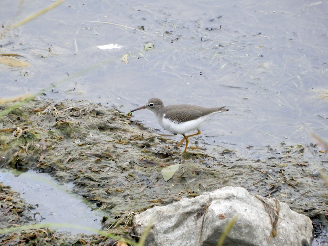Spotted Sandpiper Along the mucky shoreline of the Ottawa River a Spotted Sandpiper (Actitis macularius) searches for food at Andrew Haydon Park, Ottawa, Ontario, Canada. Actitis macularius,Andrew Haydon Park,Canada,Geotagged,Ontario,Ottawa,Spotted Sandpiper,Spotted sandpiper,Summer