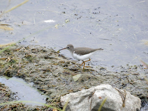 Spotted Sandpiper Along the mucky shoreline of the Ottawa River a Spotted Sandpiper (Actitis macularius) searches for food at Andrew Haydon Park, Ottawa, Ontario, Canada. Actitis macularius,Andrew Haydon Park,Canada,Geotagged,Ontario,Ottawa,Spotted Sandpiper,Spotted sandpiper,Summer