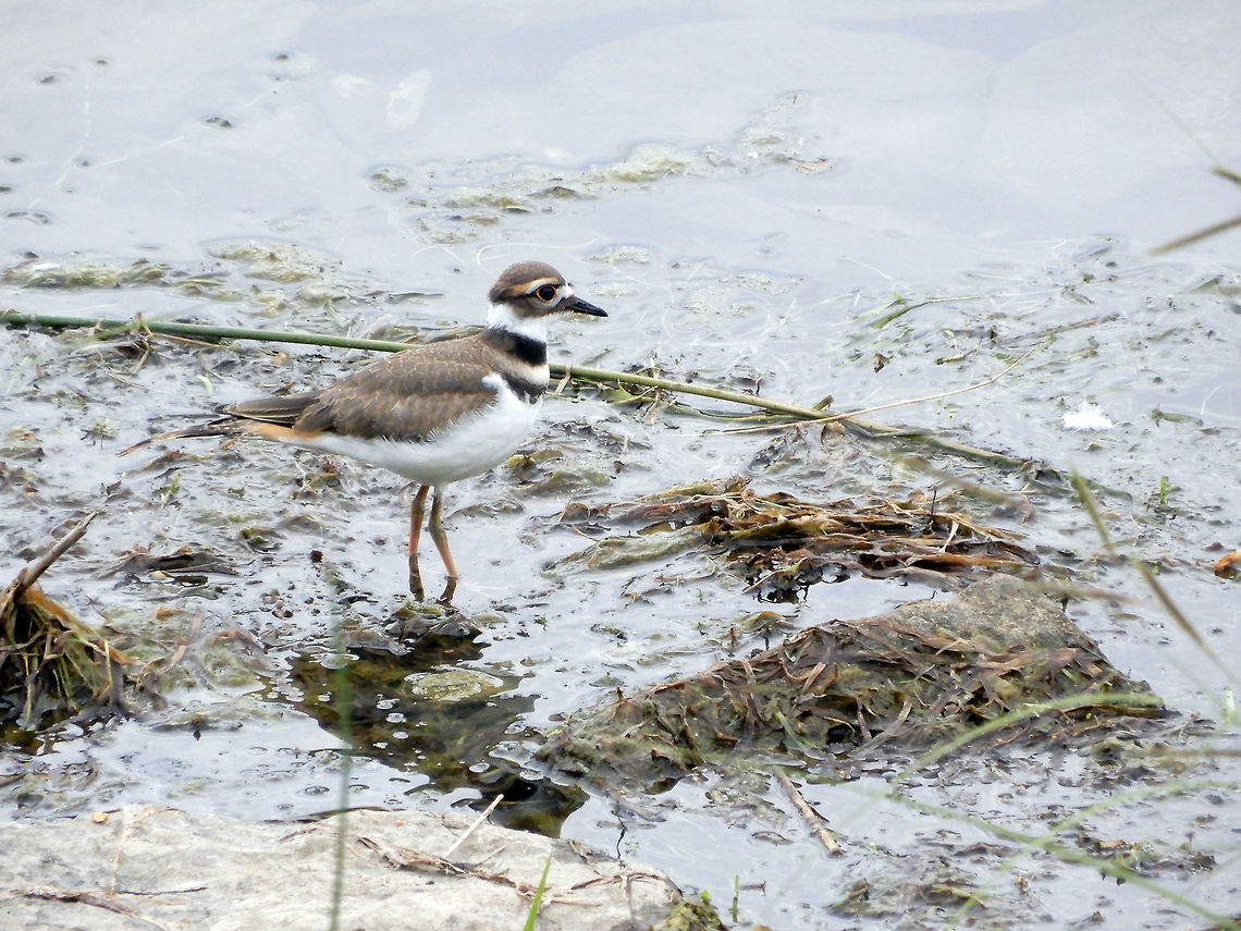 Killdeer Along the shoreline of the Ottawa River a Killdeer (Charadrius vociferus) wades in the water at Andrew Haydon Park, Ottawa, Ontario, Canada. Andrew Haydon Park,Canada,Charadrius vociferus,Geotagged,Killdeer,Ontario,Ottawa,Summer,bird