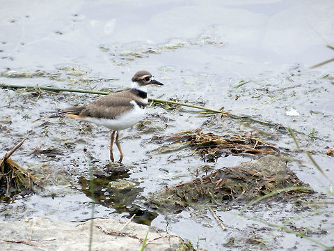 Killdeer Along the shoreline of the Ottawa River a Killdeer (Charadrius vociferus) wades in the water at Andrew Haydon Park, Ottawa, Ontario, Canada. Andrew Haydon Park,Canada,Charadrius vociferus,Geotagged,Killdeer,Ontario,Ottawa,Summer,bird