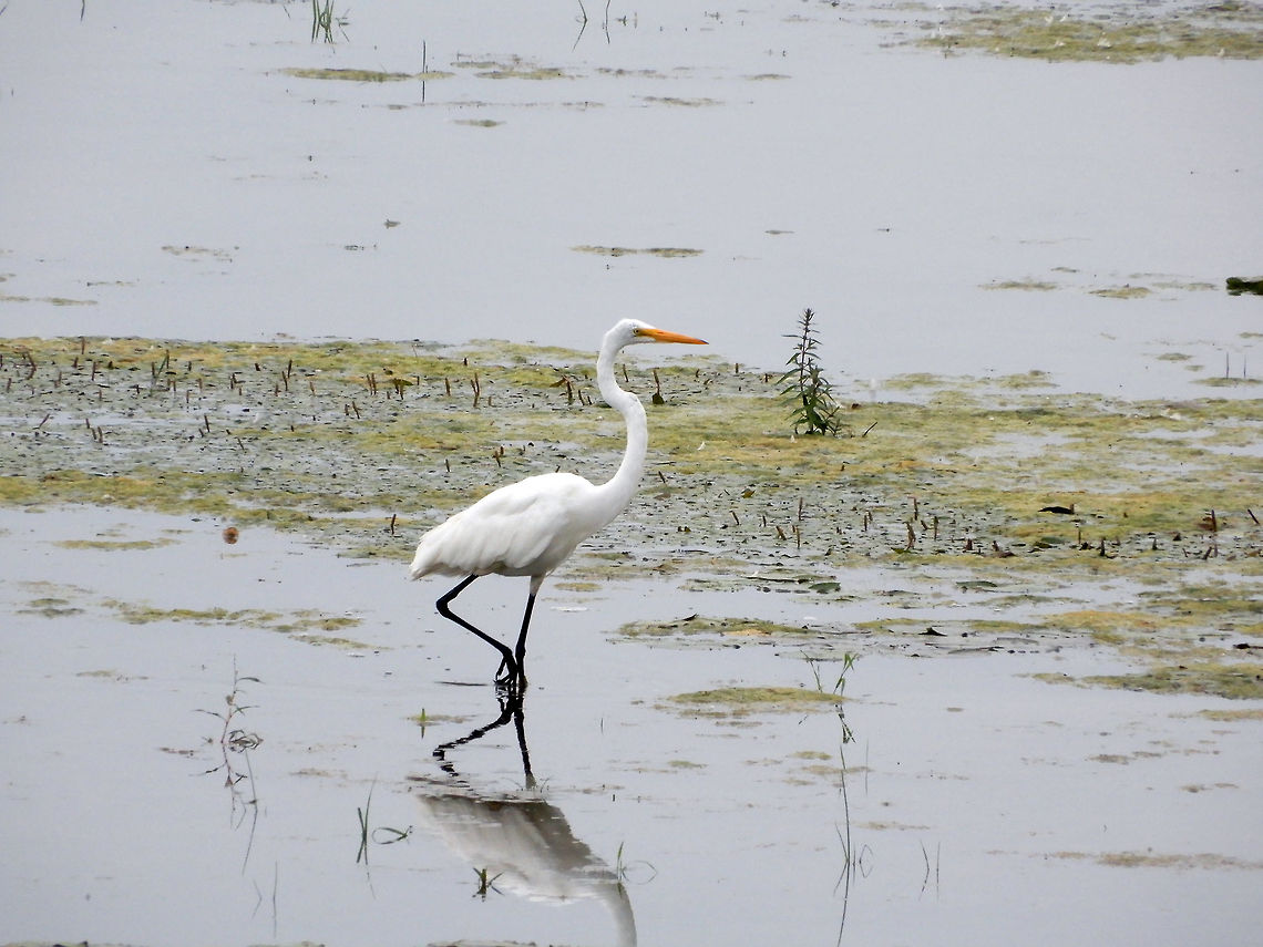 Great Egret Hunting in a marshy area of the Ottawa River a Great Egret (Ardea alba) is found at Andrew Haydon Park, Ottawa, Ontario, Canada. Conservation Status: vulnerable (N3B) in Canada (NatureServe). Andrew Haydon Park,Ardea alba,Canada,Geotagged,Great Egret,Great egret,Ontario,Ottawa,Summer,vulnerable