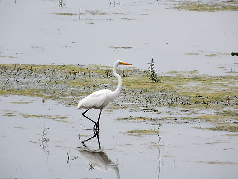 Great Egret Hunting in a marshy area of the Ottawa River a Great Egret (Ardea alba) is found at Andrew Haydon Park, Ottawa, Ontario, Canada. Conservation Status: vulnerable (N3B) in Canada (NatureServe). Andrew Haydon Park,Ardea alba,Canada,Geotagged,Great Egret,Great egret,Ontario,Ottawa,Summer,vulnerable