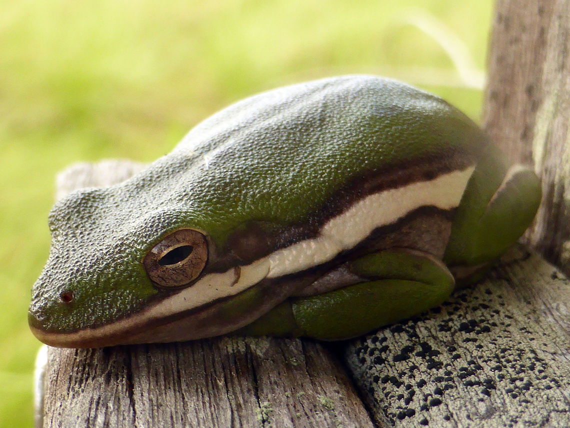 American Green Tree Frog American Green Tree Frog (Hyla cinerea) rests on the boardwalk of Corkscrew Swamp Sanctuary, Florida, United States. Ramsar site no. 1888. American Green Tree Frog,American green tree frog,Corkscrew Swamp Sanctuary,Florida,Geotagged,Hyla cinerea,Ramsar wetland,Spring,United States