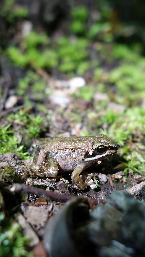 Wood Frog A Wood Frog (Lithobates sylvaticus) pauses on moss covered ground at Alleyn-et-Cawood, Quebec, Canada. Alleyn-et-Cawood,Canada,Geotagged,Lithobates sylvaticus,Quebec,Winter,Wood Frog,wood frog