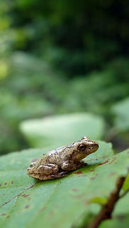Spring Peeper A Spring Peeper (Pseudacris crucifer) sits on a leaf at Alleyn-et-Cawood, Quebec, Canada. Alleyn-et-Cawood,Canada,Geotagged,Pseudacris crucifer,Quebec,Spring Peeper,Spring peeper,Summer