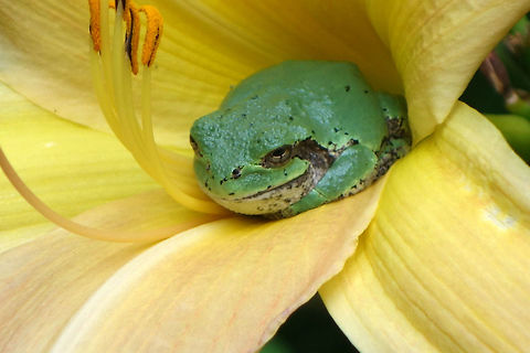 Gray Treefrog Finding a comfortable spot in a Yellow Daylily, Gray Treefrog (Hyla versicolor) has found a home in a large urban garden close to Greely, Ontario, Canada. Canada,Geotagged,Gray Treefrog,Gray tree frog,Greely,Hyla versicolor,Ontario,Summer