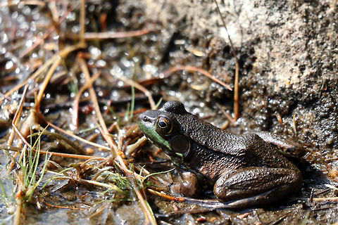 Northern Green Frog On the shoreline of Peck Lake, a Northern Green Frog (Lithobates clamitans melanota) quietly laps up the sun rays during the final days of summer at Algonquin Provincial Park, Peck Lake Trail, Ontario, Canada. Algonquin Park celebrates 125 years. Algonquin Provincial Park,Canada,Geotagged,Lithobates clamitans melanota,Northern Green Frog,Northern green frog,Ontario,Peck Lake Trail,Summer