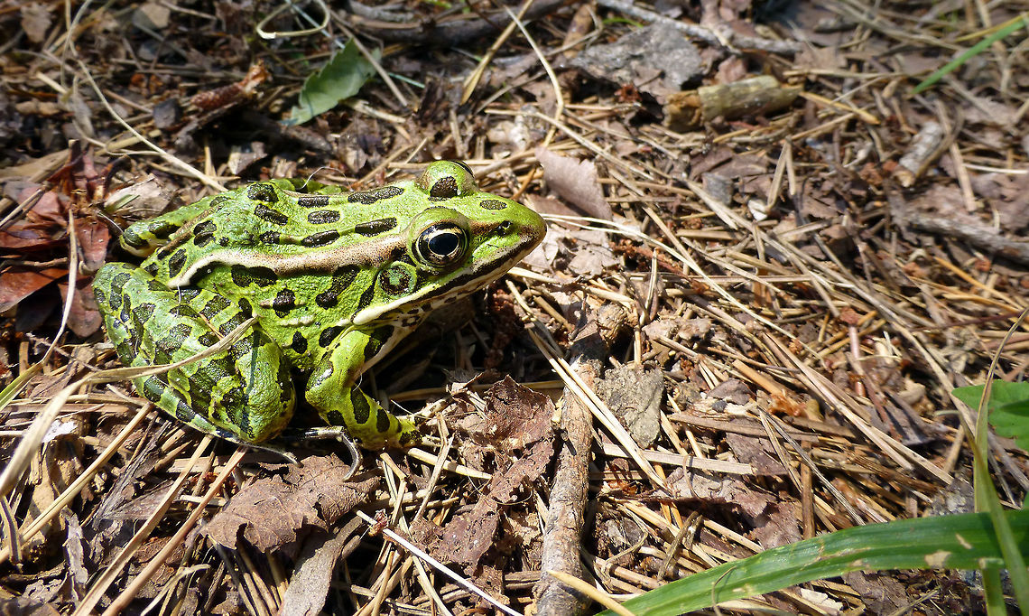 Northern Leopard Frog Northern Leopard Frog (Lithobates pipiens) poses for the camera at Gatineau Park, Quebec, Canada. Canada,Gatineau Park,Geotagged,Lithobates pipiens,Northern Leopard Frog,Northern leopard frog,Quebec,Summer