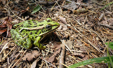 Northern Leopard Frog Northern Leopard Frog (Lithobates pipiens) poses for the camera at Gatineau Park, Quebec, Canada. Canada,Gatineau Park,Geotagged,Lithobates pipiens,Northern Leopard Frog,Northern leopard frog,Quebec,Summer