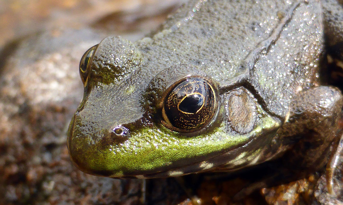 Northern Green Frog Northern Green Frog (Lithobates clamitans melanota) sits on the rocks of a lake shoreline at Alleyn-et-Cawood, Quebec, Canada. Alleyn-et-Cawood,Canada,Geotagged,Lithobates clamitans melanota,Northern Green Frog,Northern green frog,Quebec,Summer