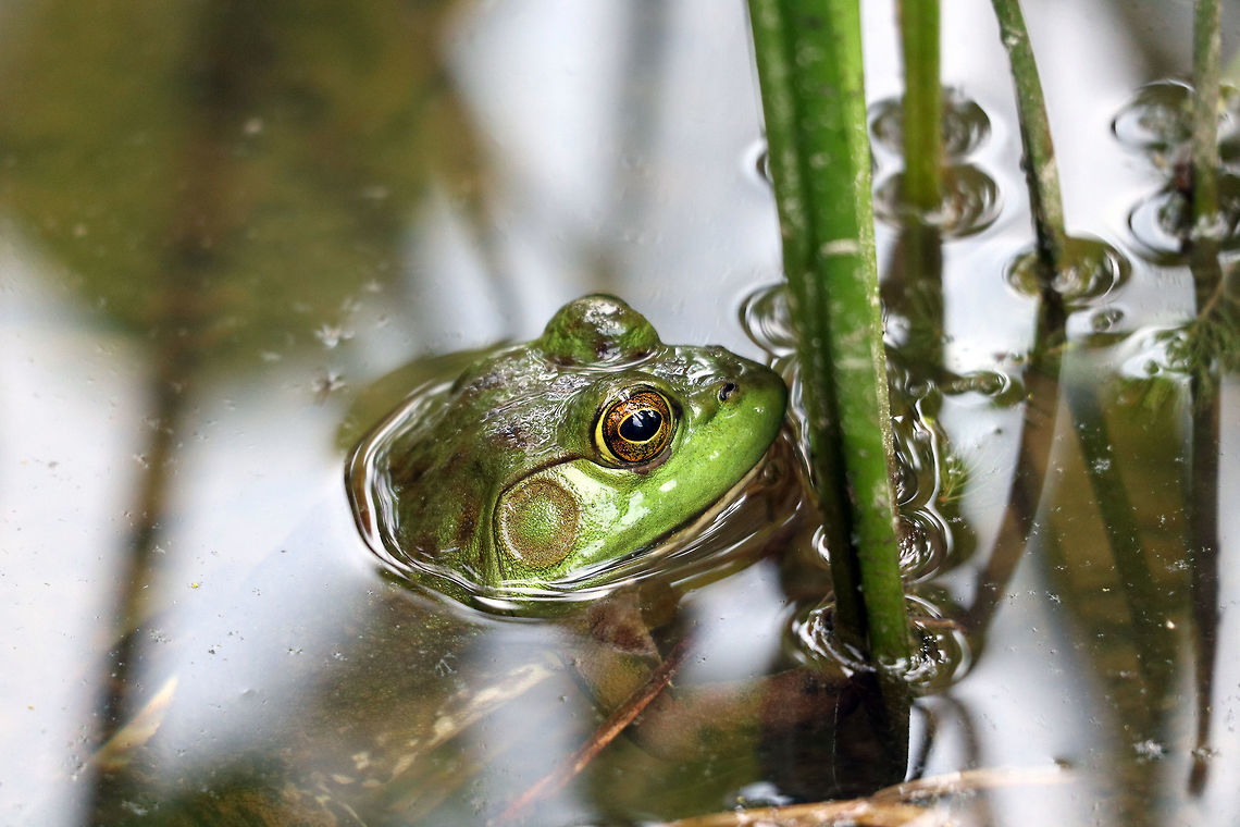 American Bullfrog American Bullfrog (Lithobates catesbeianus) floating in the marsh at Petrie Island, Ottawa, Ontario, Canada. American Bullfrog,Canada,Geotagged,Lithobates catesbeianus,Ontario,Ottawa,Petrie Island,Summer