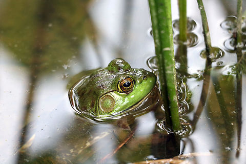 American Bullfrog American Bullfrog (Lithobates catesbeianus) floating in the marsh at Petrie Island, Ottawa, Ontario, Canada. American Bullfrog,Canada,Geotagged,Lithobates catesbeianus,Ontario,Ottawa,Petrie Island,Summer