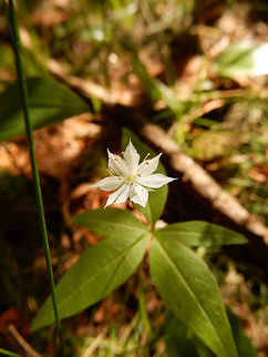 Starflower Sunshine lights up a Starflower (Lysimachia borealis ssp. borealis) in the thick moist woods of the Marlborough Forest, Ontario, Canada. Canada,Geotagged,Lysimachia borealis ssp. borealis,Marlborough Forest,Ontario,Spring,Starflower,Trientalis borealis