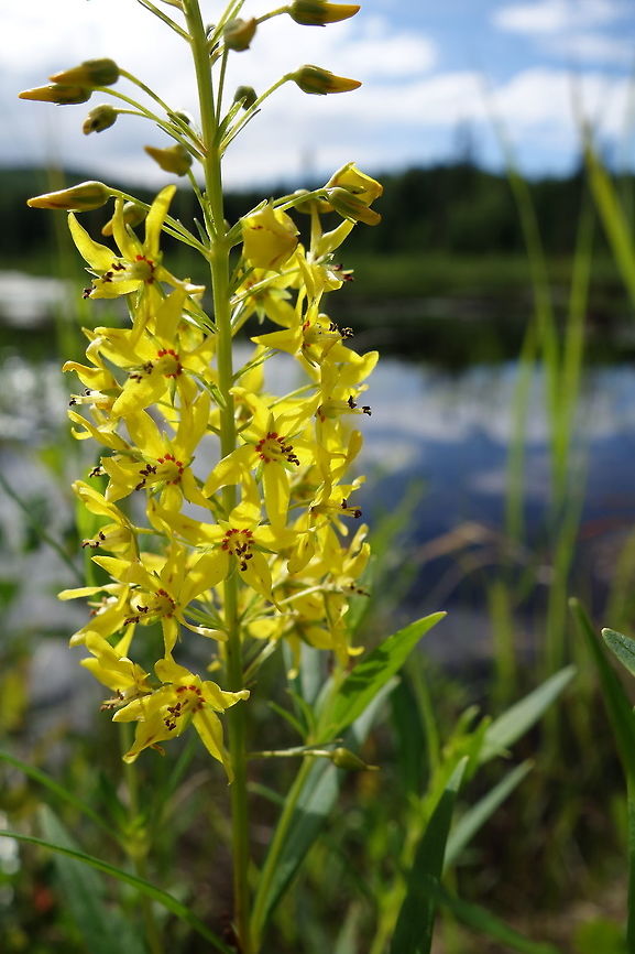 Swamp Candles Amongst the high grass along the marsh the Swamp Candles (Lysimachia terrestris) are in bloom at Alleyn-et-Cawood, Quebec, Canada. Alleyn-et-Cawood,Canada,Geotagged,Lysimachia terrestris,Quebec,Swamp Candles,Winter
