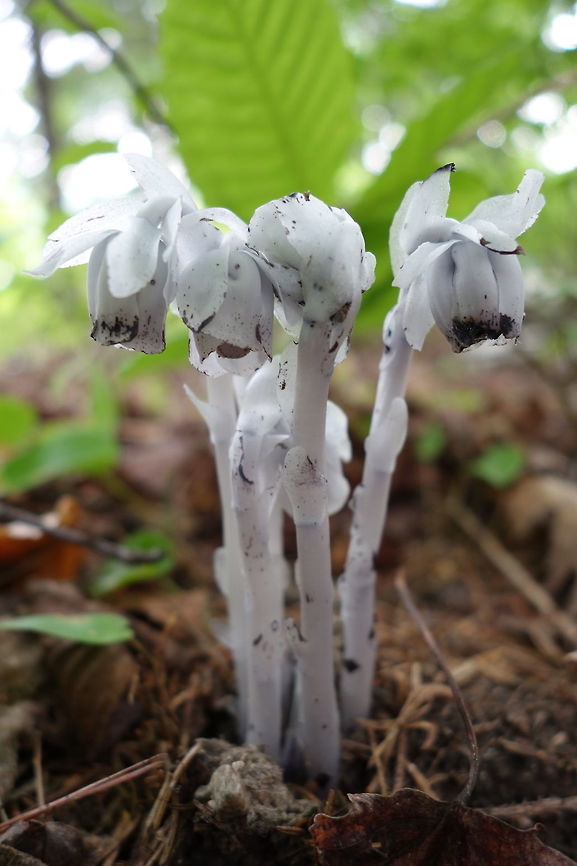 Indian Pipe The ghost-white flowers of Indian Pipe (Monotropa uniflora) sprout through the pine needles at Alleyn-et-Cawood, Quebec, Canada. Alleyn-et-Cawood,Canada,Geotagged,Ghost Plant,Indian Pipe,Monotropa uniflora,Quebec,Summer