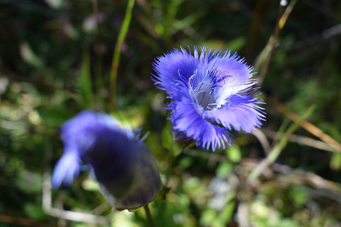 Smaller Fringed Gentian The end of summer flower is the Smaller Fringed Gentian (Gentianopsis virgata) at the Marlborough Forest, Ontario, Canada. Canada,Flowers,Gentianopsis virgata,Geotagged,Marlborough Forest,Ontario,Smaller Fringed Gentian,Summer