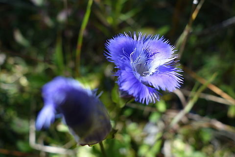 Smaller Fringed Gentian The end of summer flower is the Smaller Fringed Gentian (Gentianopsis virgata) at the Marlborough Forest, Ontario, Canada. Canada,Flowers,Gentianopsis virgata,Geotagged,Marlborough Forest,Ontario,Smaller Fringed Gentian,Summer