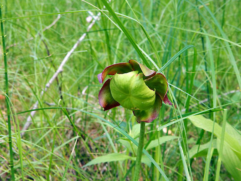 Northern Pitcher Plant Amongst the tall grasses of a low water fen, the odd flower of the Northern Pitcher Plant (Sarracenia purpurea) can be seen at Purdon Conservation Area, Lanark, Ontario, Canada. Canada,Geotagged,Lanark,Northern Pitcher Plant,Ontario,Purdon Conservation Area,Purple pitcher plant,Sarracenia purpurea,Summer