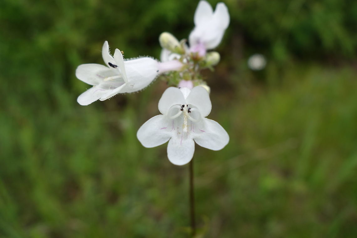 Foxglove Beardtongue In a wet meadow. the Foxglove Beardtongue (Penstemon digitalis) was prolific in numbers at North Augusta, Ontario, Canada. Canada,Foxglove Beardtongue,Foxglove beard-tongue,Geotagged,North Augusta,Ontario,Penstemon digitalis,Summer