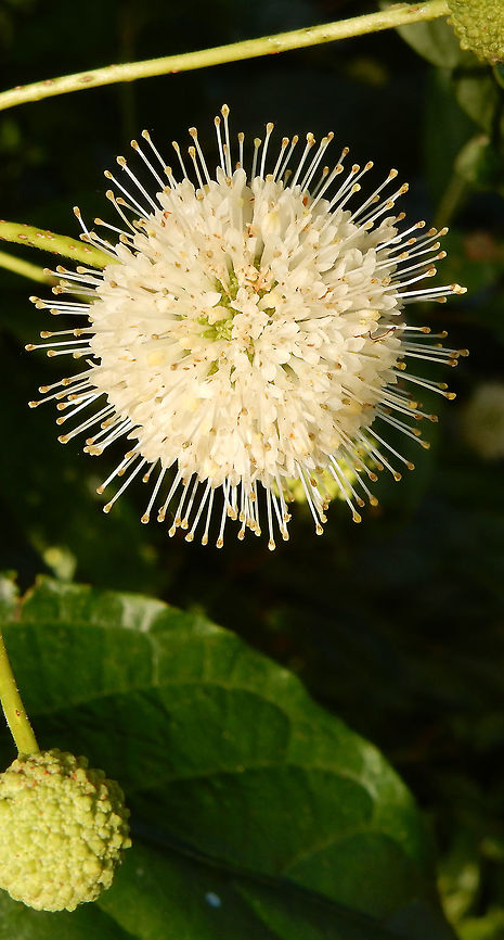 Buttonbush At the edge of a large marsh, the unique Buttonbush (Cephalanthus occidentalis) with its white globe flowers is in bloom at Cooper Marsh Conservation Area, Ontario, Canada. Buttonbush,Canada,Cephalanthus occidentalis,Cooper Marsh Conservation Area,Geotagged,Ontario,Summer