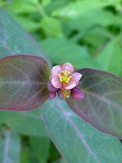 Fraser's Marsh St. Johnswort It is not common to find the Fraser's Marsh St. Johnswort (Triadenum fraseri) in flower but here at a beaver pond it was in bloom at Alleyn-et-Cawood, Quebec, Canada. Alleyn-et-Cawood,Canada,Fraser's Marsh St. Johnswort,Geotagged,Quebec,Summer,Triadenum fraseri