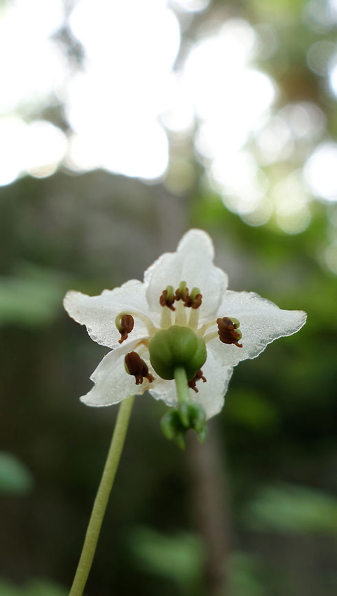 Single Delight The solitary flower with petals like glass is the Single Delight (Moneses uniflora) blooming in the wet woods of Pukaskwa National Park of Canada, Ontario, Canada. Canada,Geotagged,Moneses uniflora,Ontario,Pukaskwa National Park of Canada,Single Delight,Summer