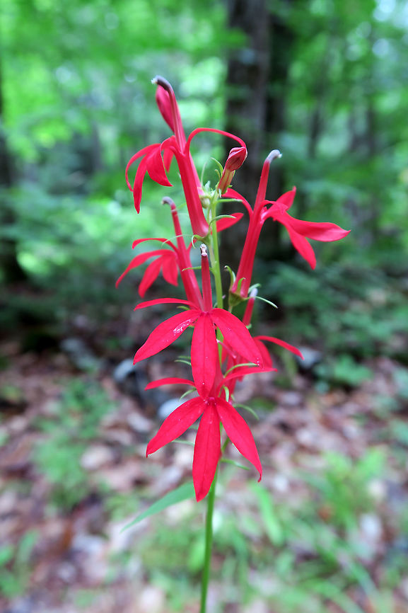 Cardinal Flower The impressive end of summer flower is the Cardinal Flower (Lobelia cardinalis) with its bright crimson blooms next to the waters of the Snake River at Shaw Woodlot, Ontario, Canada.  Canada,Cardinal Flower,Cardinal flower,Geotagged,Lobelia cardinalis,Ontario,Shaw Woodlot,Summer