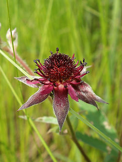 Marsh Cinquefoil I love the wetland plants and next to the marsh, the Marsh Cinquefoil (Potentilla palustris) is in flower at Alleyn-et-Cawood, Quebec, Canada. Alleyn-et-Cawood,Canada,Comarum palustre,Geotagged,Marsh Cinquefoil,Potentilla palustris,Quebec,Spring