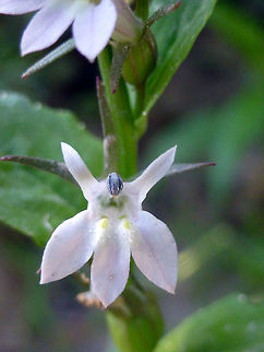 Indian Tobacco One of my favourite plants to come across is Indian Tobacco (Lobelia inflata) usually found in open woodlands this one here is in flower next to the marsh at Alleyn-et-Cawood, Quebec, Canada. Alleyn-et-Cawood,Canada,Geotagged,Indian Tobacco,Indian tobacco,Lobelia inflata,Quebec,Summer