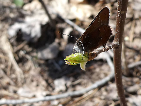 Brown Elfin A Brown Elfin (Callophrys augustinus) rests at the Torbolton Forest, Constance Bay, Ontario, Canada. Brown Elfin,Callophrys augustinus,Canada,Constance Bay,Geotagged,Ontario,Spring,Torbolton Forest