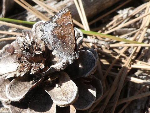 Hoary Elfin At rest on a pine cone is an Hoary Elfin (Callophrys polios) at the Torbolton Forest, Constance Bay, Ontario, Canada. Callophrys polios,Canada,Constance Bay,Geotagged,Hoary Elfin,Ontario,Spring,Torbolton Forest