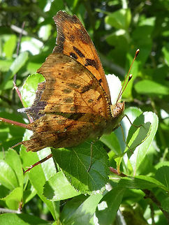 Question Mark Butterfly A Question Mark (Polygonia interrogationis) Butterfly at rest at Hillman Marsh Conservation Area, Ontario, Canada. Butterfly,Canada,Geotagged,Hillman Marsh Conservation Area,Ontario,Polygonia interrogationis,Question Mark,Spring
