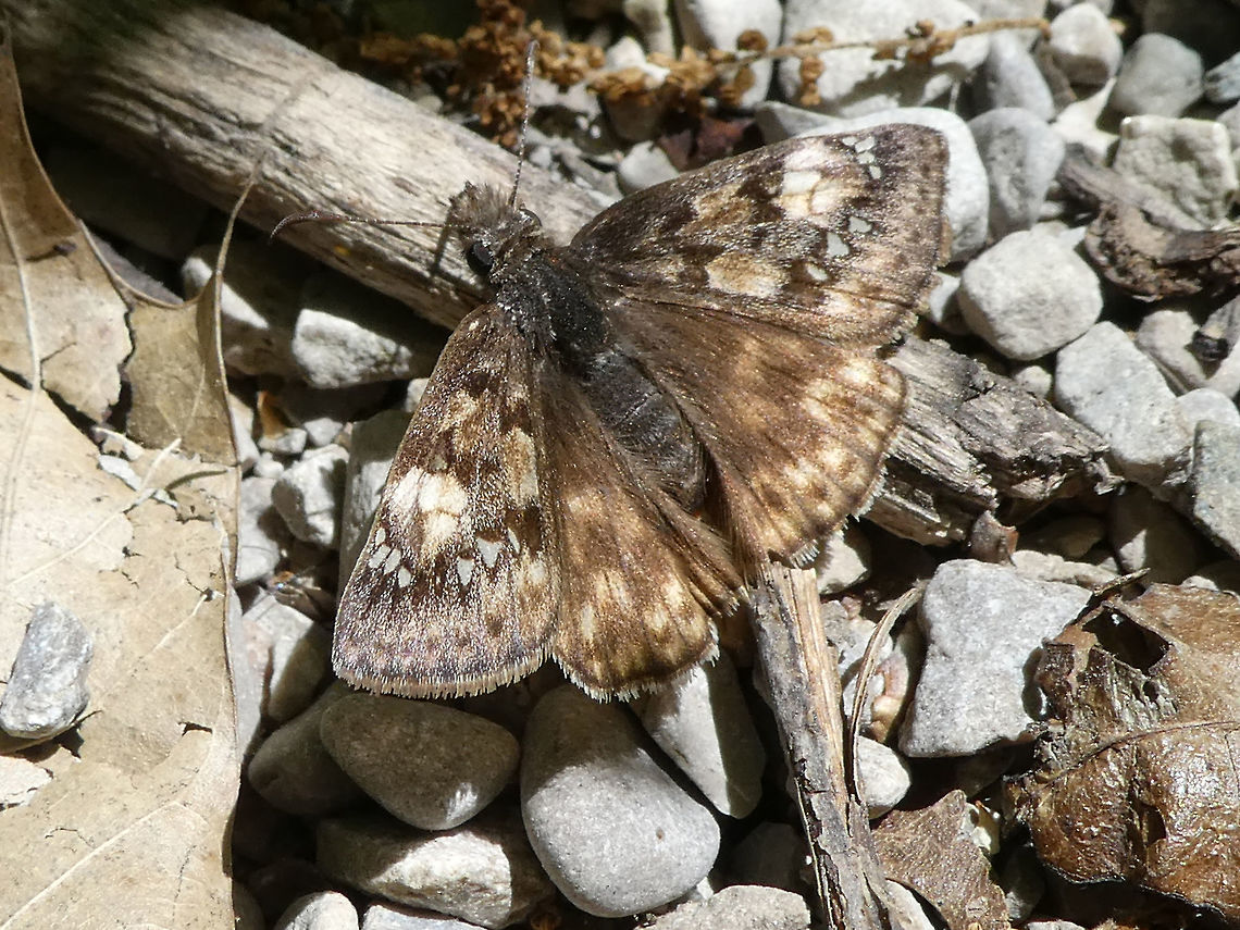 Juvenal's Duskywing At rest on a gravel path is the Juvenal&#039;s Duskywing (Erynnis juvenalis) found at the Pinery Provincial Park, Ontario, Canada. Canada,Erynnis juvenalis,Geotagged,Juvenal's Duskywing,Juvenals duskywing,Ontario,Pinery Provincial Park,Spring