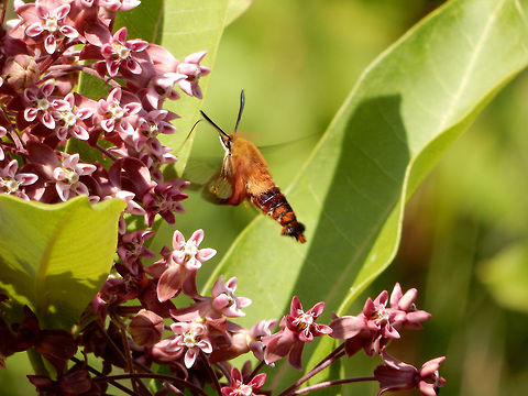 Hummingbird Clearwing Moth In a field of milkweed the Hummingbird Clearwing Moth (Hemaris thysbe) moves from flower to flower at high speed. Kazabazua Station, Quebec, Canada. Canada,Geotagged,Hemaris thysbe,Hummingbird Clearwing,Hummingbird Clearwing Moth,Kazabazua Station,Quebec,Summer